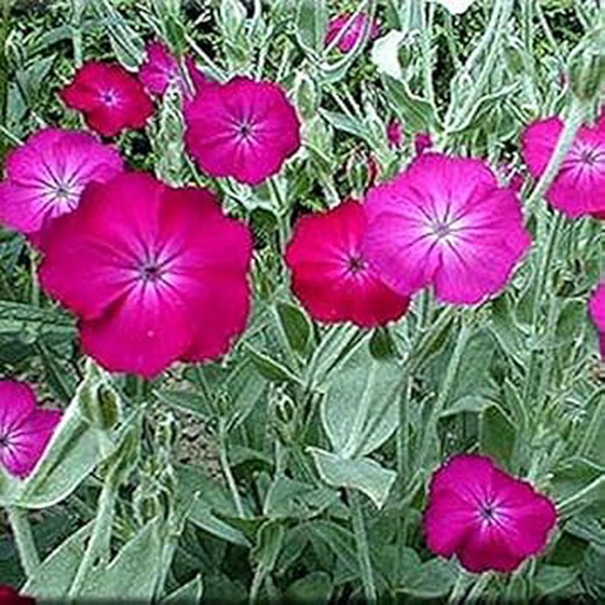 Pink Lychnis Seeds for Planting  Organic, Heirloom, Non-GMO Flower Seeds