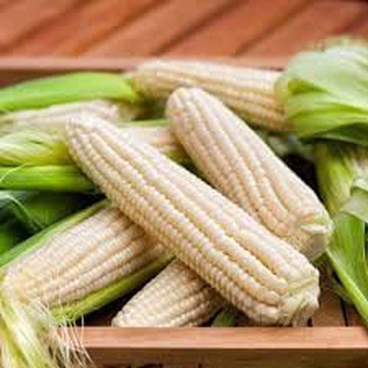 Zucchini Vegetable Seeds for Planting  Heirloom, Non-GMO, Organic Garden Vegetable Seeds