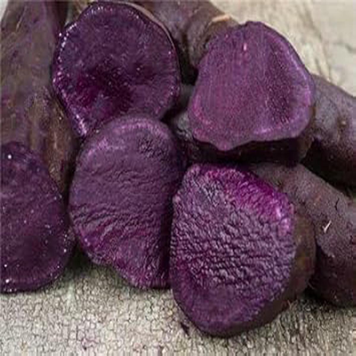 Deep Purple Sweet Potato Seeds for Planting  Heirloom, Non-GMO, Organic Garden Seeds, High Germination Root Crop