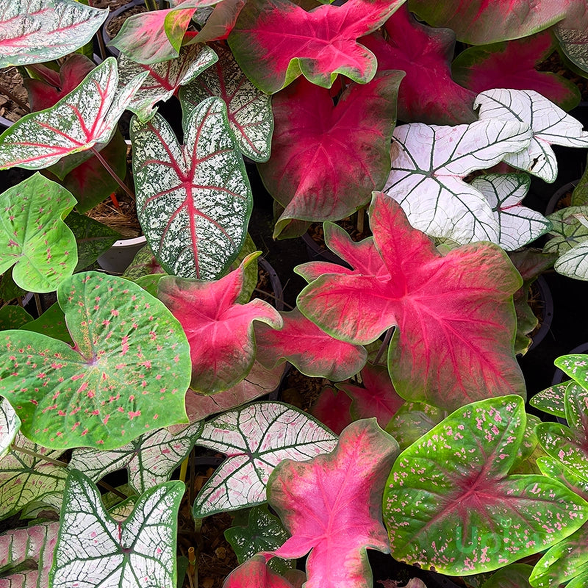 Heirloom Caladium Bicolor Mixed Flower Seeds  Non-GMO, High Germination Ornamental Garden Seeds