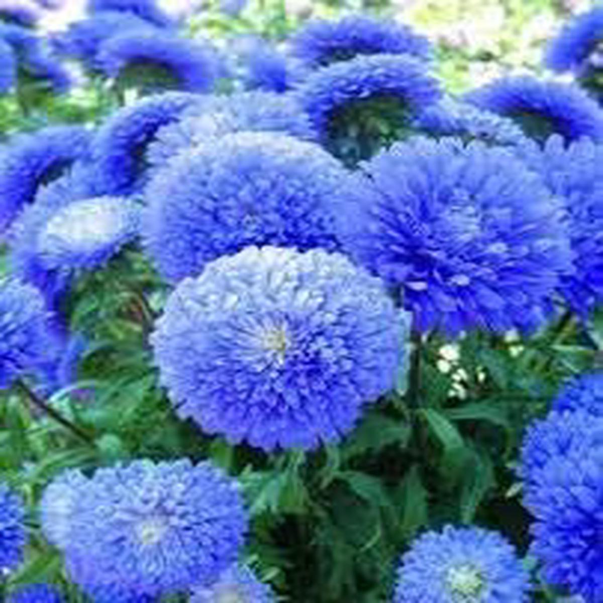 Heirloom Blue China Aster Flower Seeds for Planting  Non-GMO High Germination Organic Garden Seeds