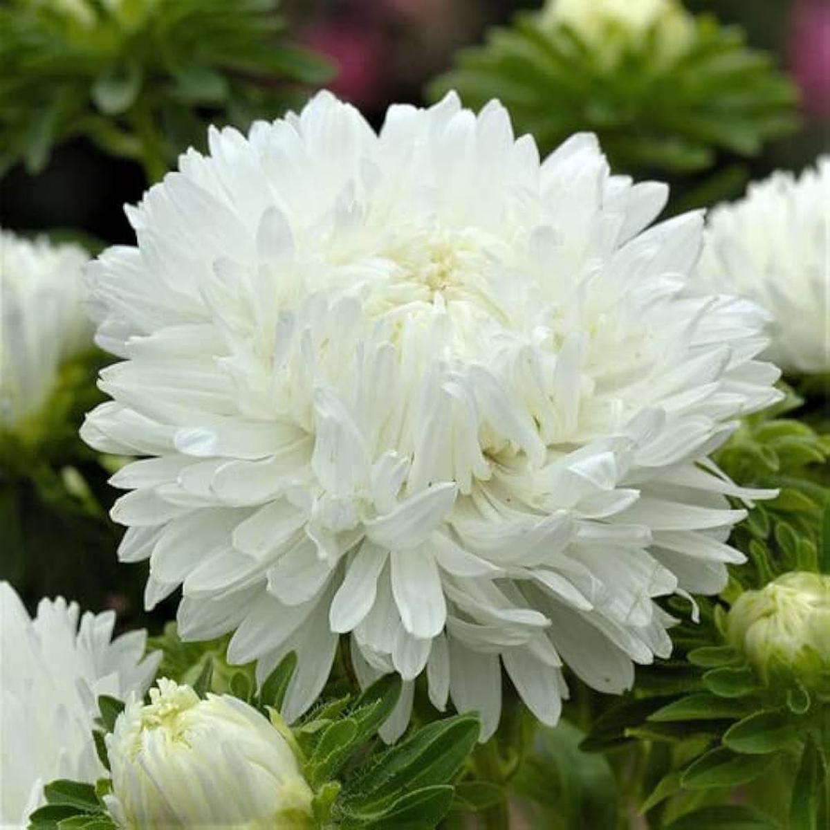 Heirloom Non-GMO Duchess Paeony Aster Flower Seeds for Planting  Full Double Blooms for Garden Displays