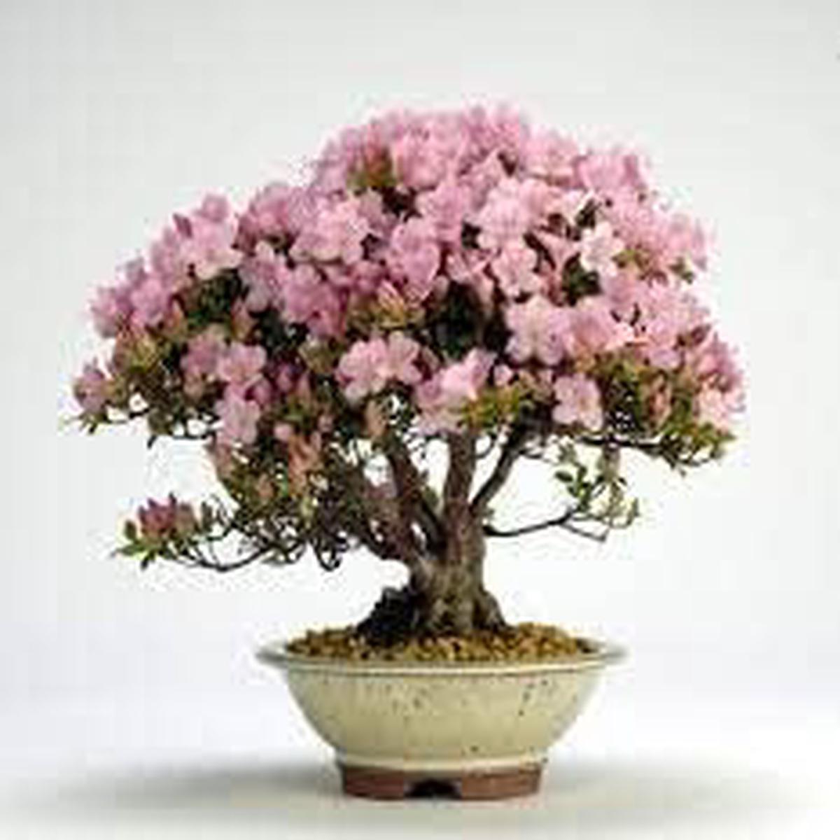 Light Pink Azalea Flower Seeds  Heirloom, Non-GMO, High Germination Organic Garden Seeds for Planting