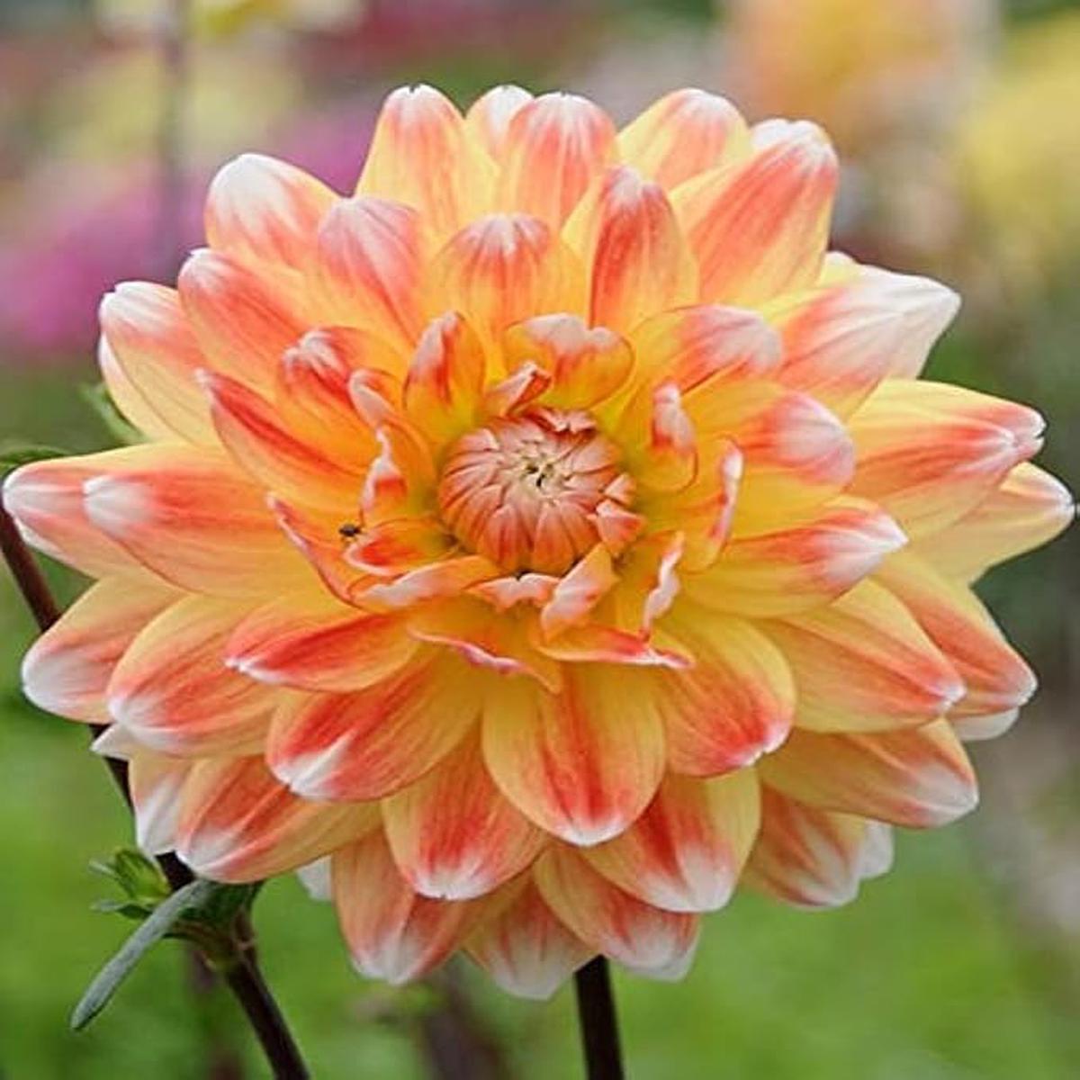 Yellow-Orange Dahlia Flower Seeds for Planting  Heirloom, Non-GMO, Organic, High Germination, Easy to Grow Garden Blooms