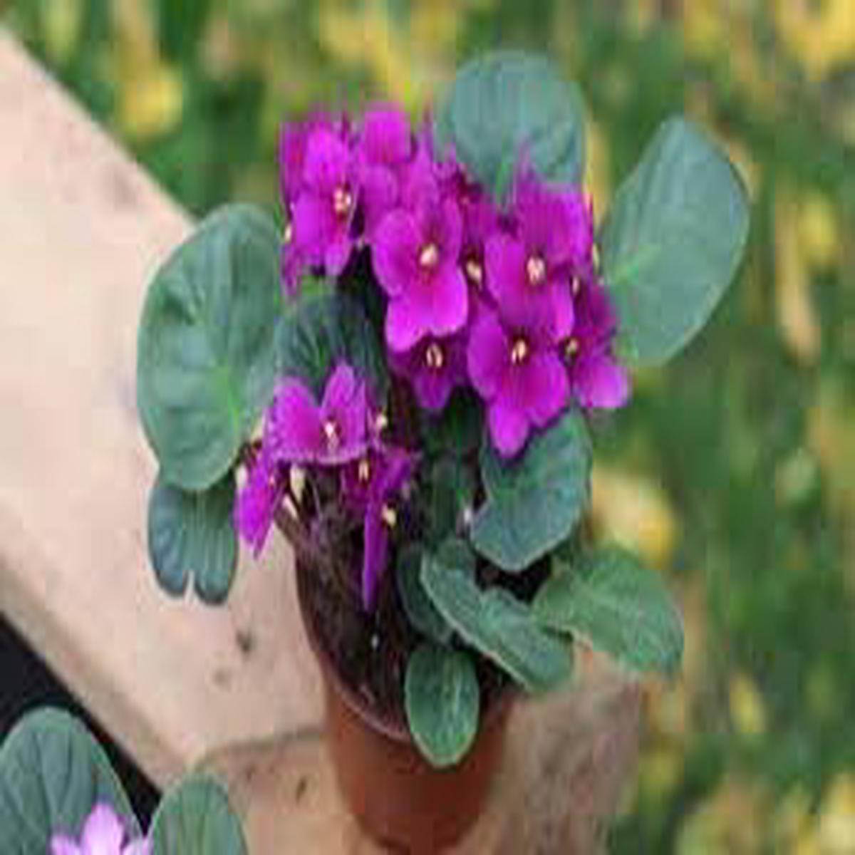 Heirloom African Violet Seeds  Non-GMO Flower Seeds for Planting Colorful Indoor Blooms, High Germination