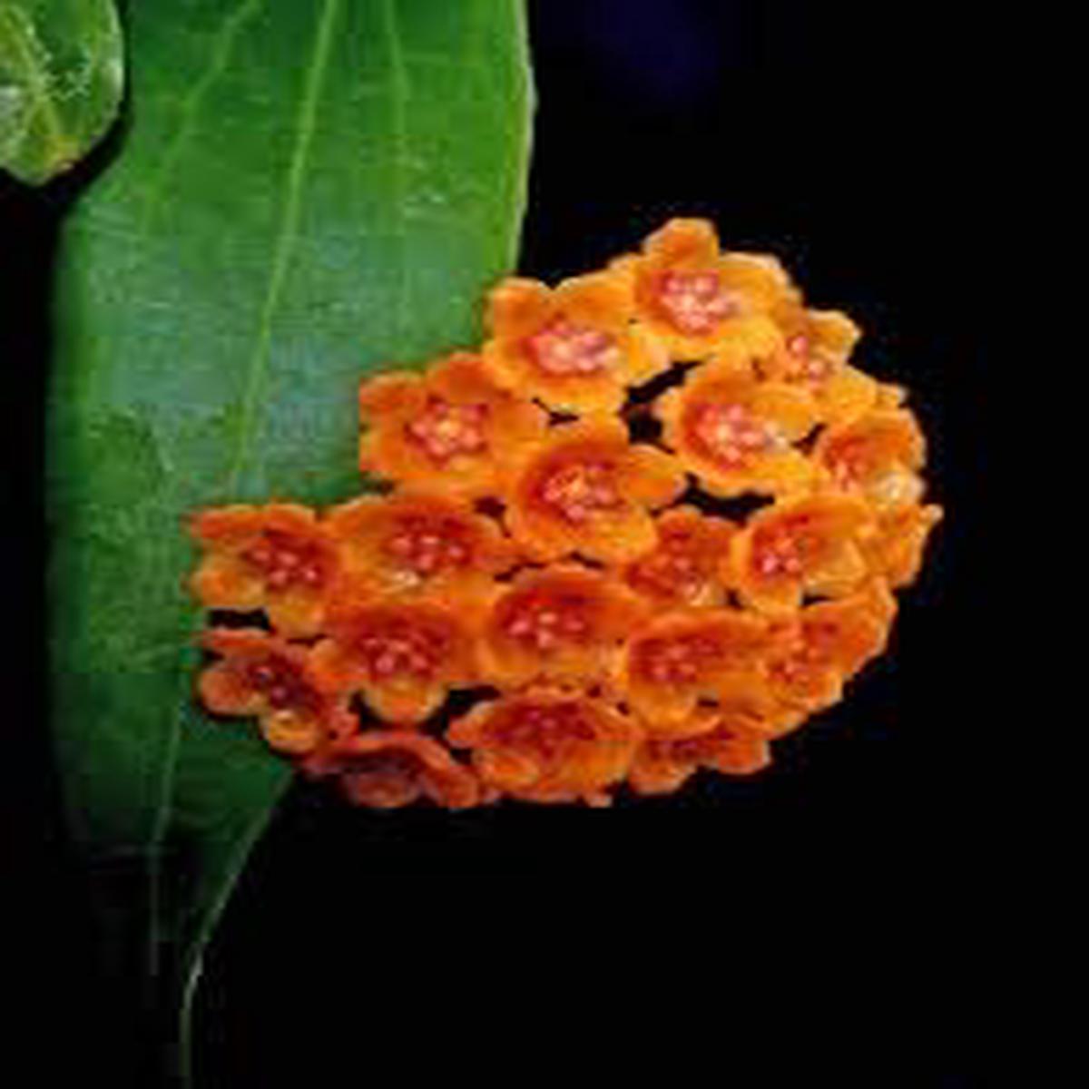 Light Orange Hoya Carnosa Flower Seeds for Planting  Heirloom, Non-GMO, High Germination, Organic Garden Seeds