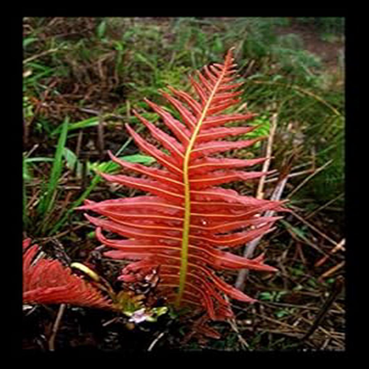 Red Fern Pteridophyta Plant Seeds  Heirloom Non-GMO Seeds for Planting, High Germination Organic Garden Seeds