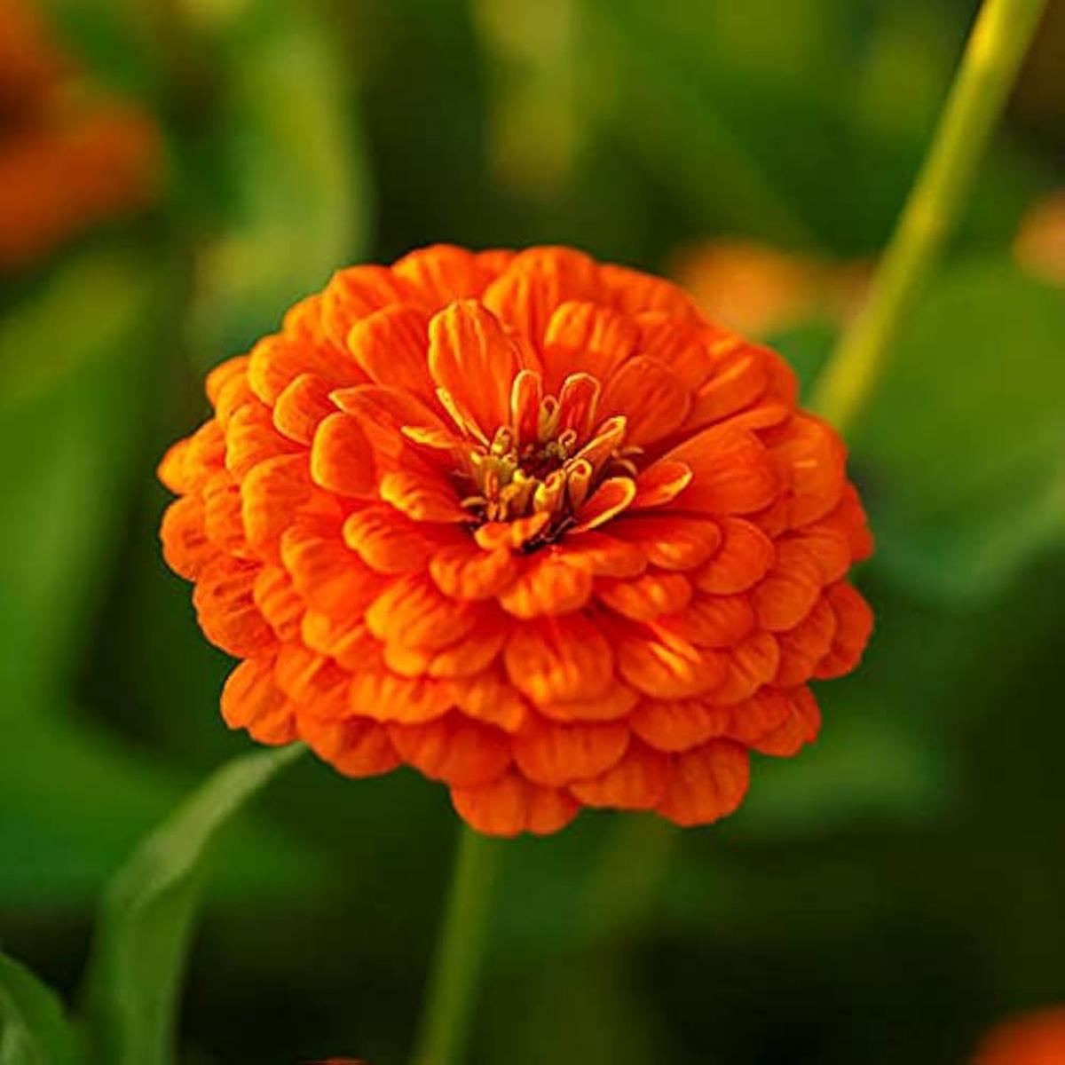 Zinnia Double Zahara Orange Bright Flower Seeds for Planting  Heirloom, Non-GMO, High Germination Garden Blooms