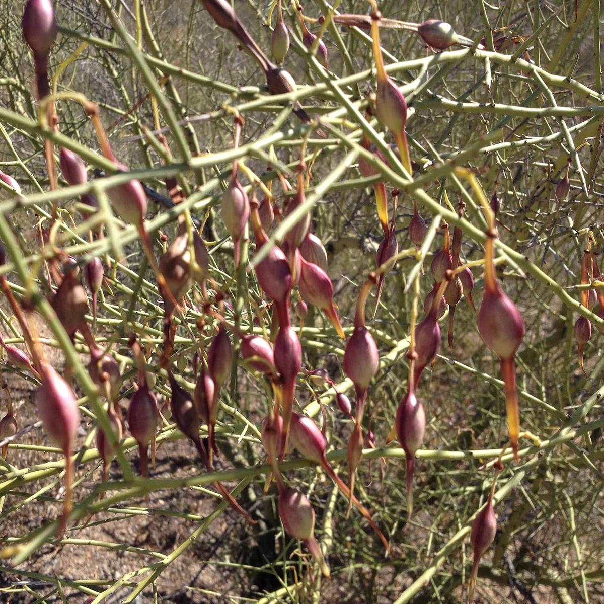 Desert Ironwood Tree Seeds for Planting  Heirloom, Non-GMO, High Germination Drought-Tolerant Tree Seeds