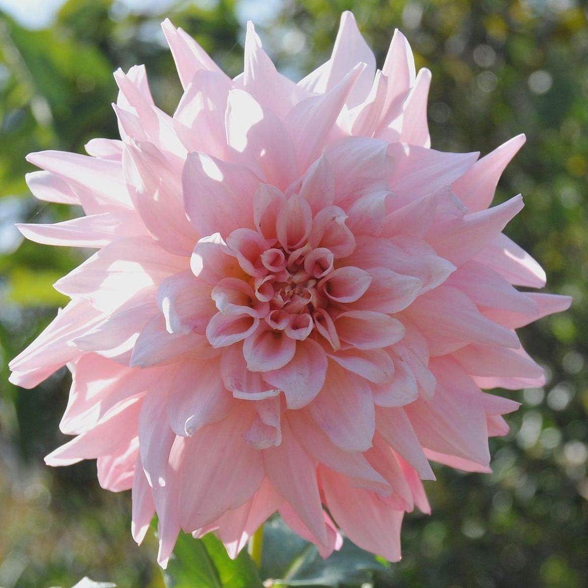 Light Pink Dahlia Flower Seeds for Planting  Heirloom, Non-GMO, High Germination Organic Garden Seeds