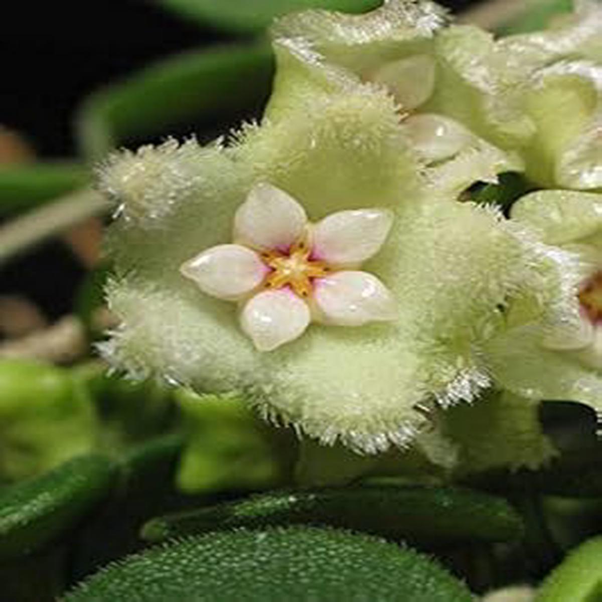 Mint Green Hoya Carnosa Flower Seeds for Planting  Heirloom, Non-GMO, High Germination Garden Seeds
