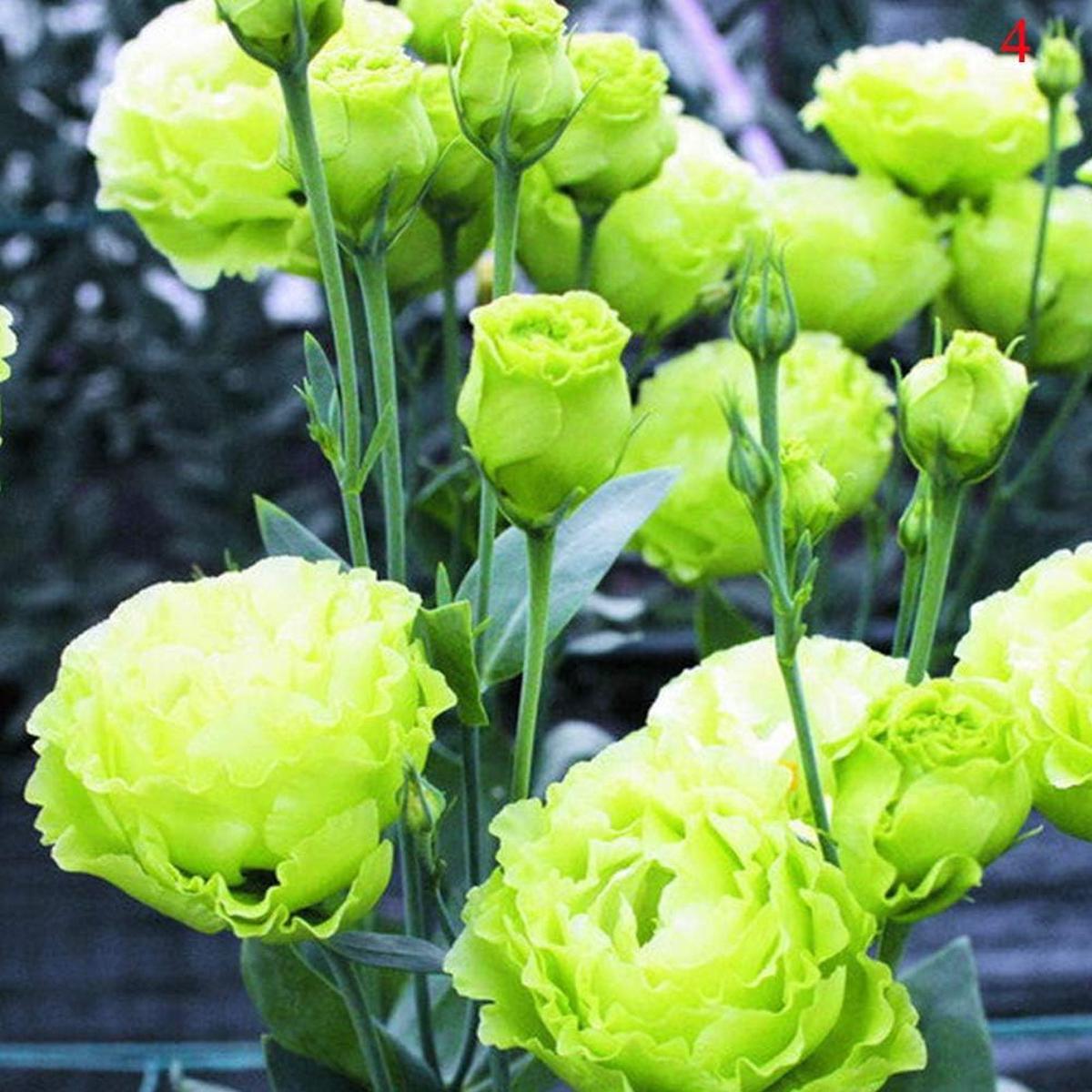 Green Eustoma Lisianthus Flower Seeds for Planting  Heirloom, Non-GMO, High Germination Organic Garden Seeds