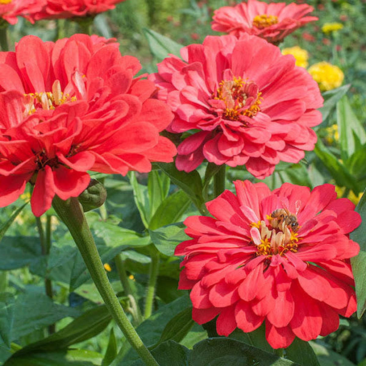 Zinnia Benary Giant Flower Seeds  Vibrant Colors, Heirloom, Non-GMO, High Germination Organic Garden Seeds