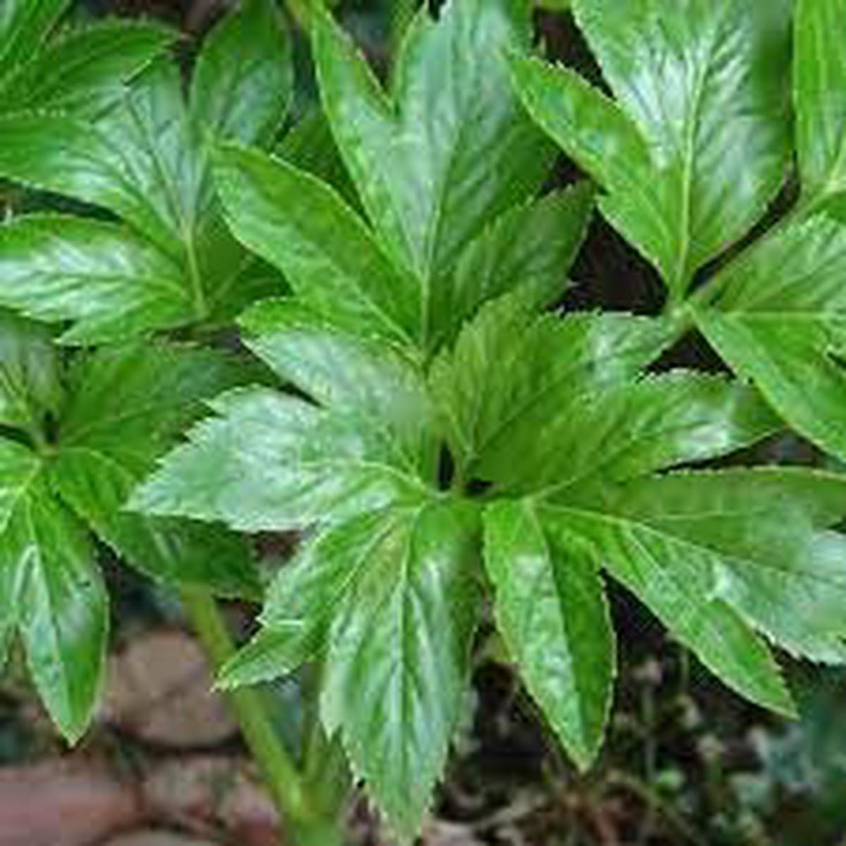 Heirloom Non-GMO Tomorrows Leaf (Ashitaba) Seeds for Planting  High Germination Organic Garden Seeds