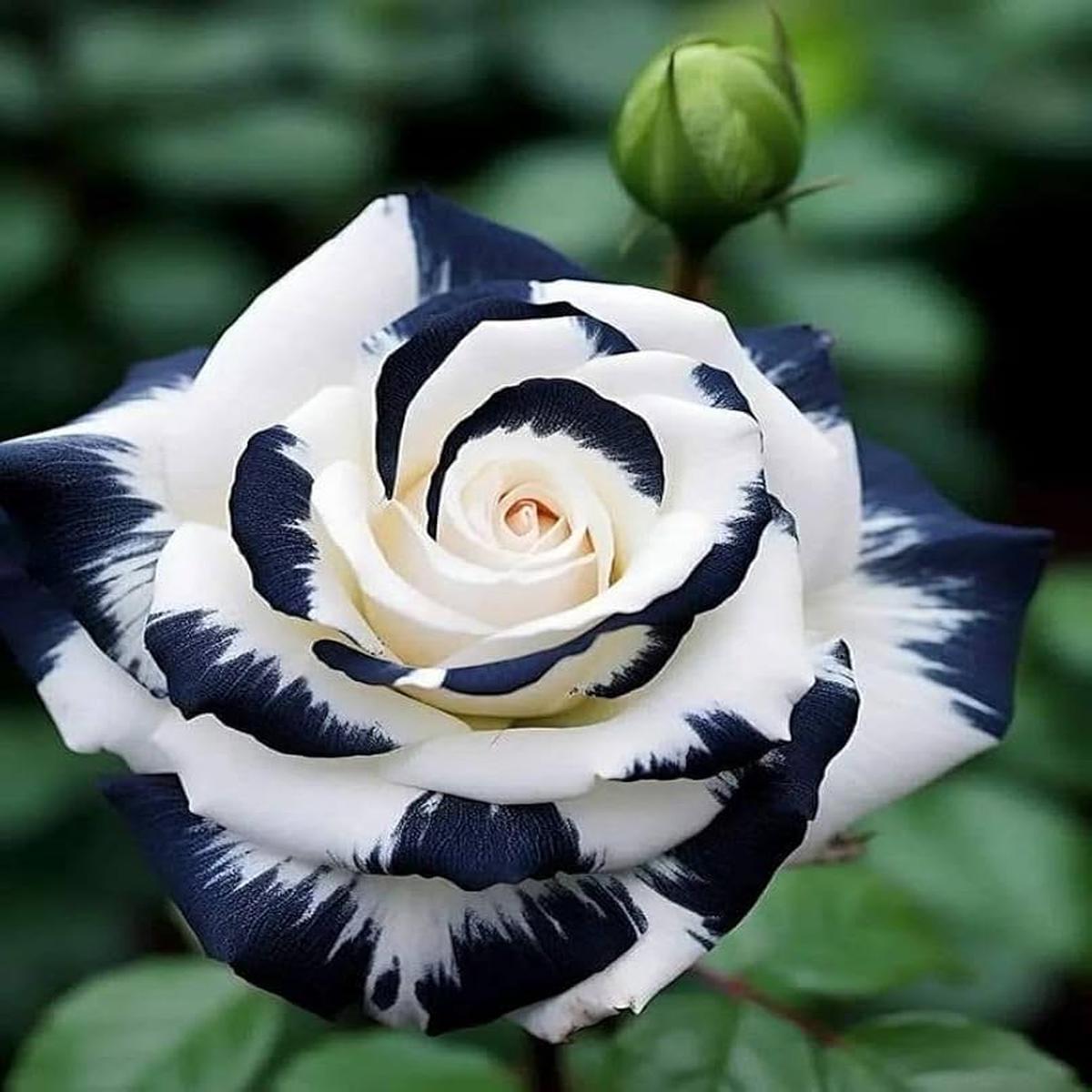 Black and White Rose Flower Seeds for Planting  Heirloom Non-GMO High Germination Organic Garden Seeds