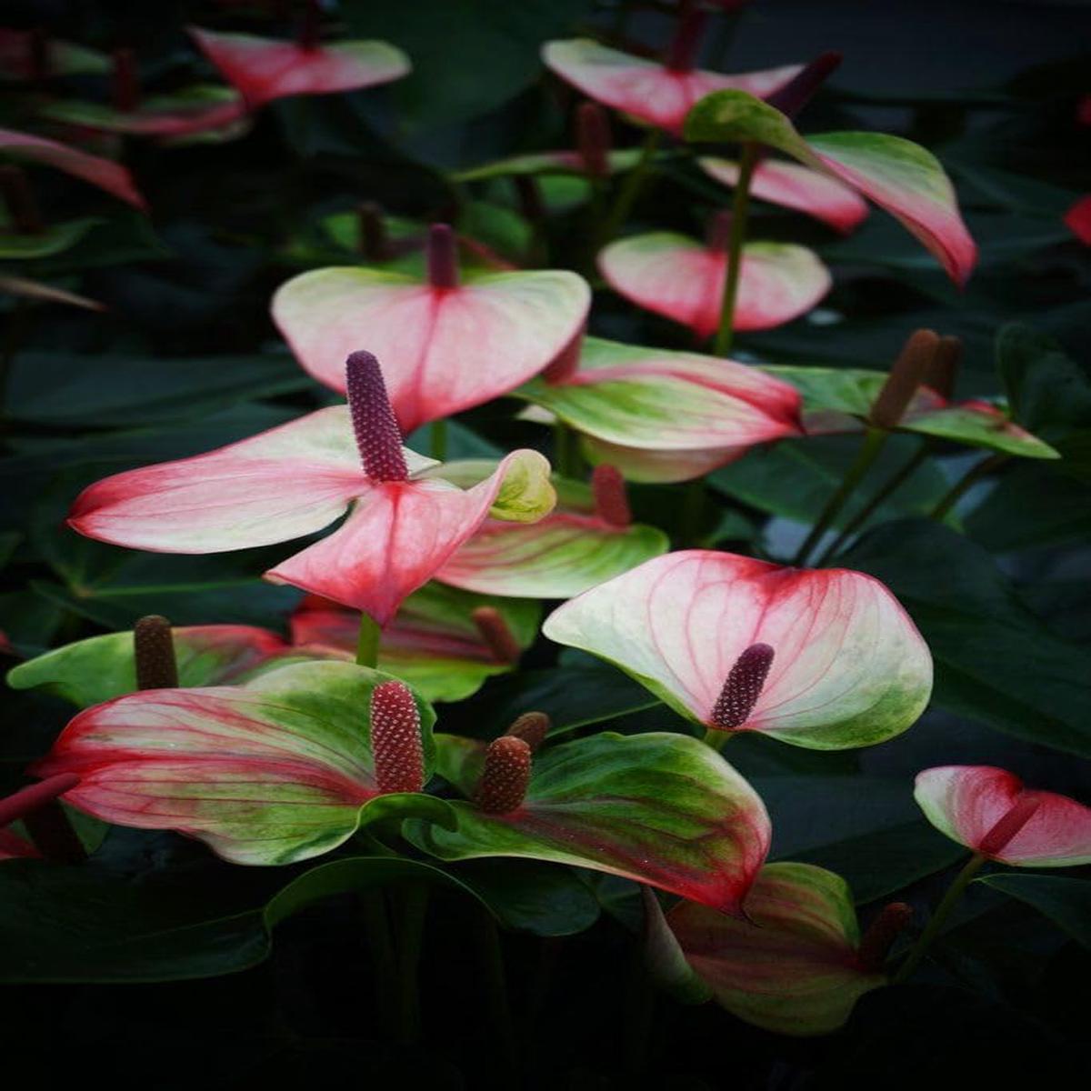 Heirloom Non-GMO Anthurium Andraeanum Flower Seeds  Green Pink Exotic Blooms for Planting