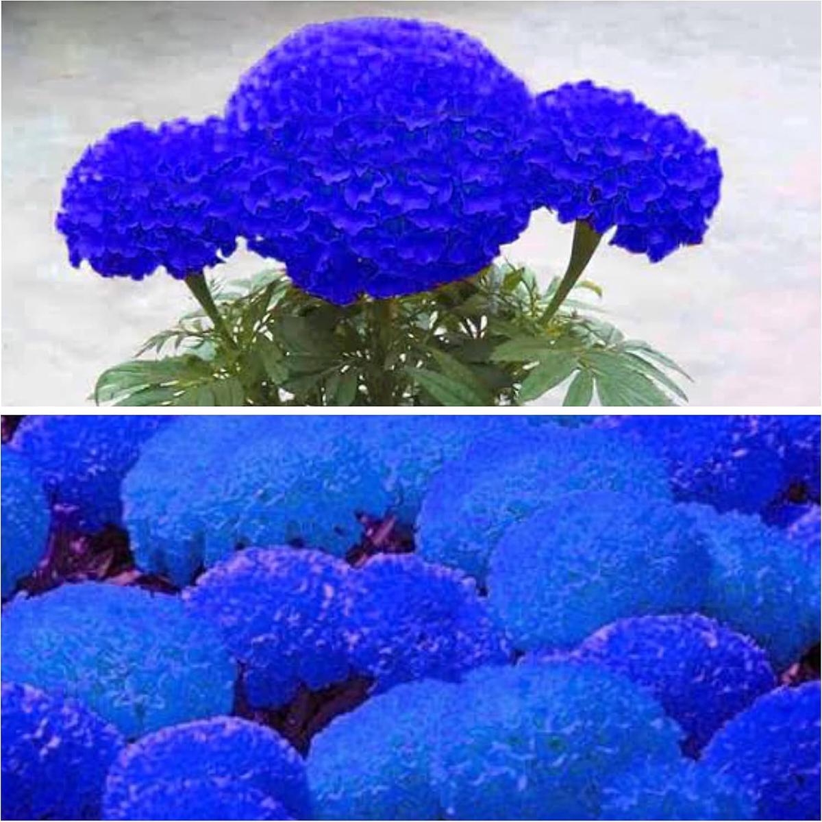 Heirloom Non-GMO Marigold Flower Seeds for Planting  Vibrant Blooms for Garden & Pots
