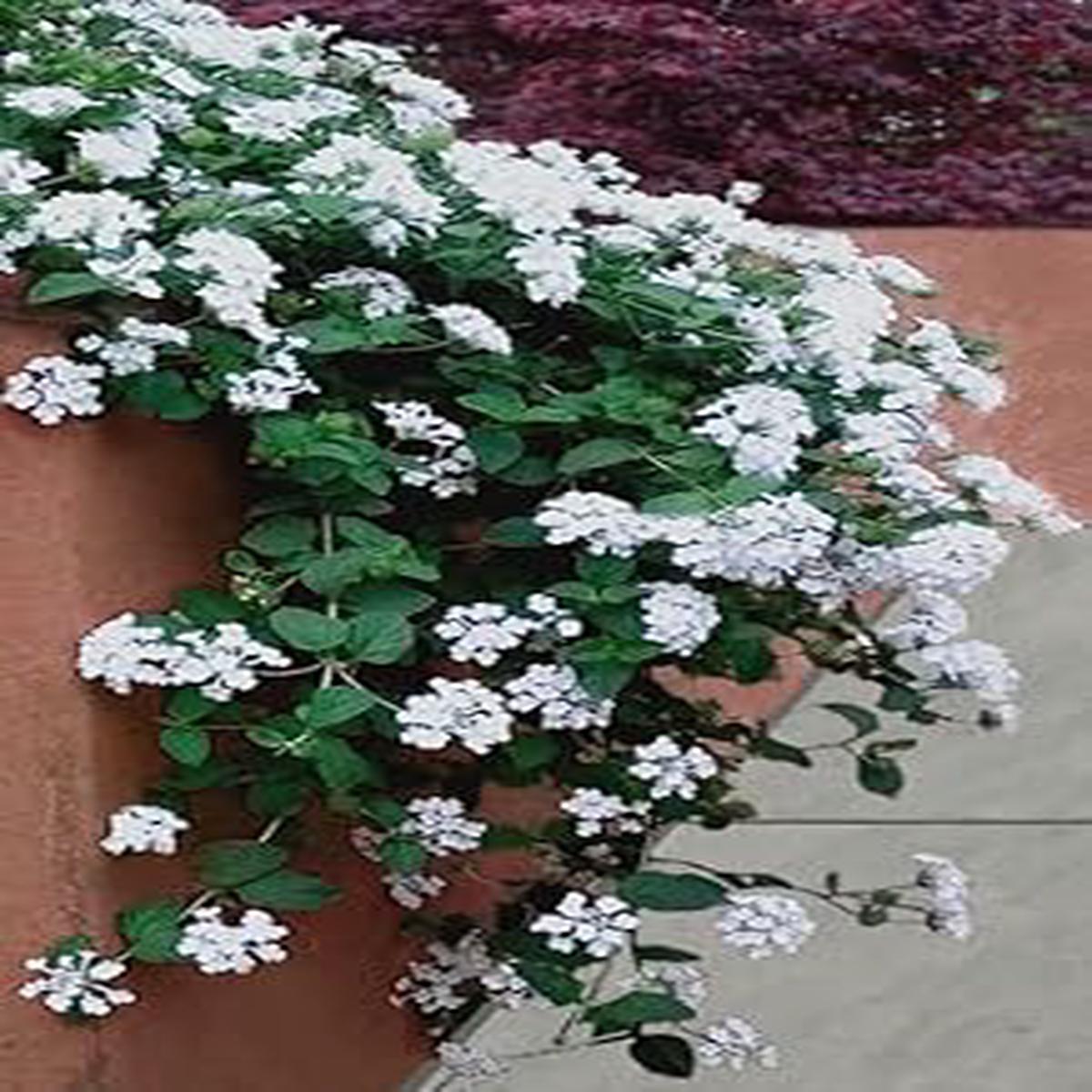 Heirloom White Lantana Flower Seeds for Planting  Non-GMO, High Germination Organic Garden Seeds