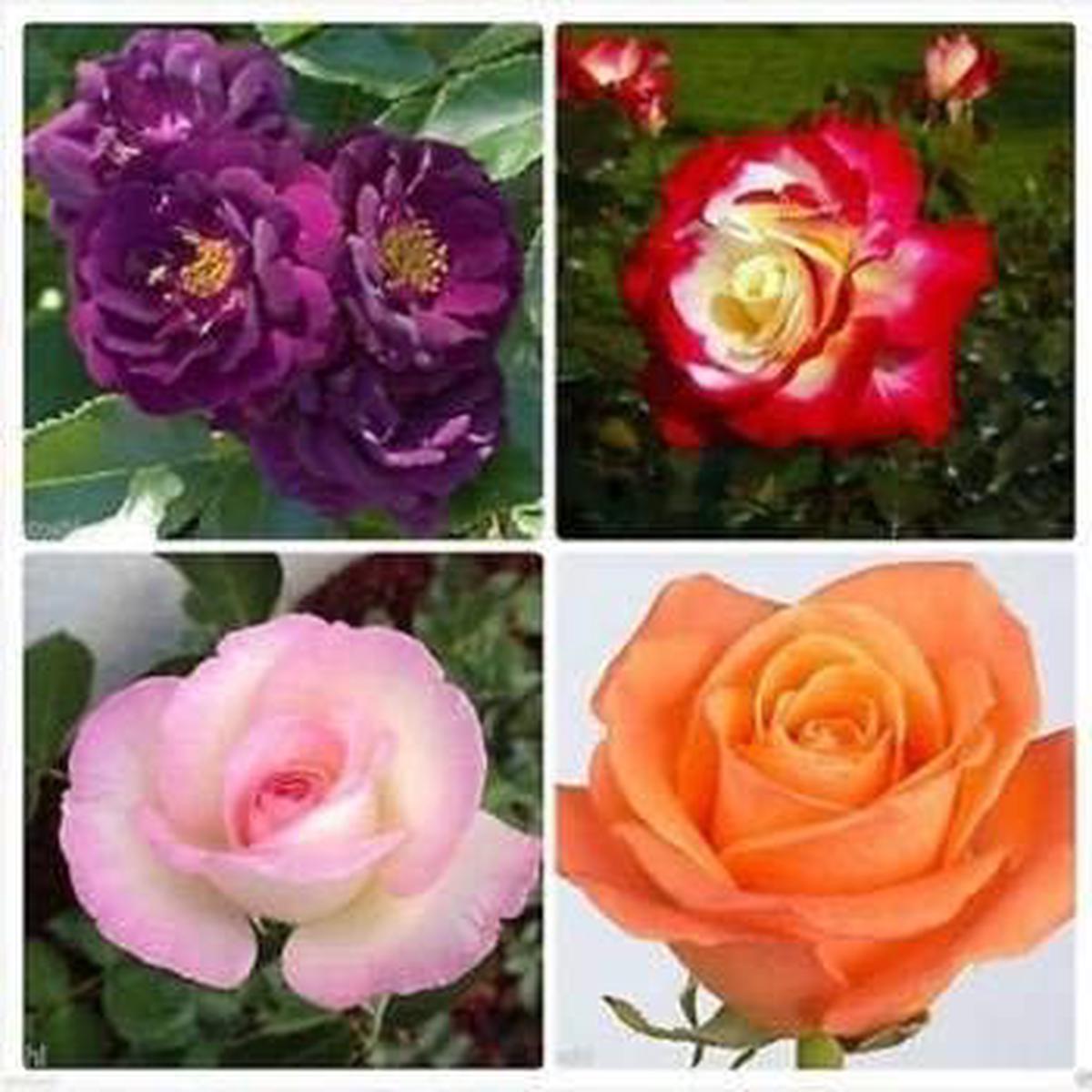 Mixed Colour Rose Flower Heirloom Non-GMO Seeds for Planting  Organic Garden Seeds with High Germination