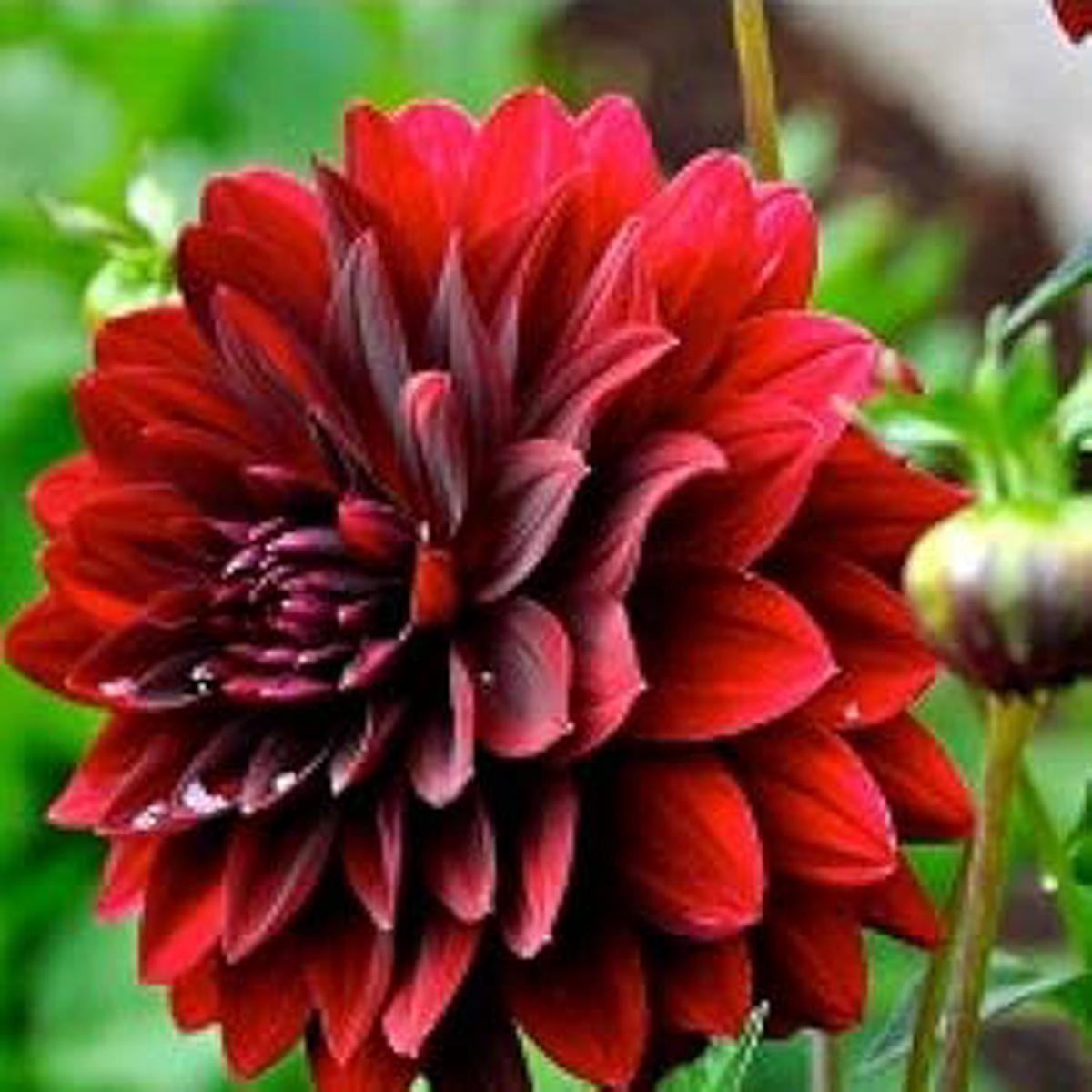 Dark Maroon Dahlia Flower Seeds for Planting  Heirloom, Organic, Non-GMO, High Germination Garden Seeds