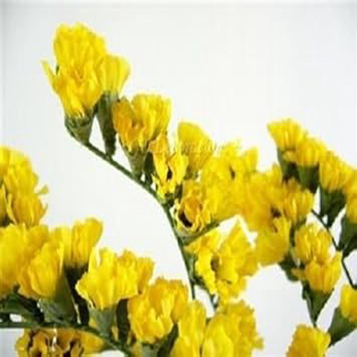 Yellow Statice Flower Seeds for Planting  Organic Heirloom Non-GMO Dried Flower Seeds