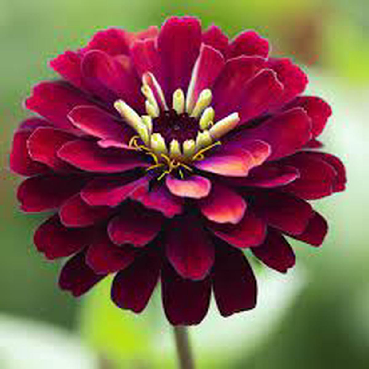 Burgundy Zinnia Flower Seeds for Planting  Vibrant Heirloom Non-GMO Organic Garden Seeds, High Germination