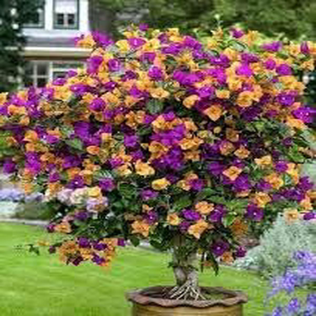 Dark Yellow Violet Bougainvillea Seeds for Planting  Heirloom, Non-GMO, Organic Garden Seeds with High Germination