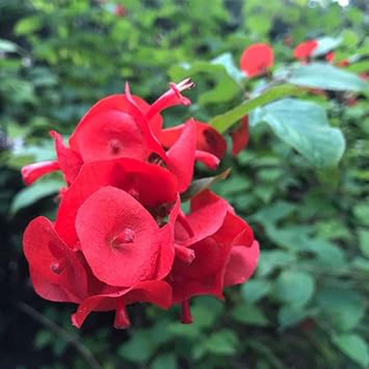 Heirloom Non-GMO Holmskioldia Flower Seeds for Planting  Cup-and-Saucer Blooms for Tropical Gardens