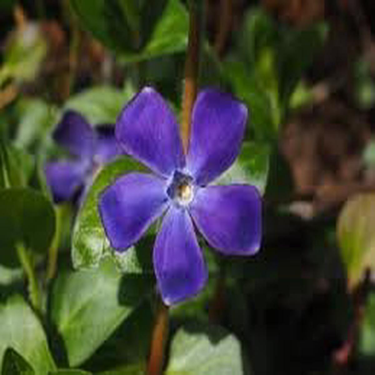 Vinca Periwinkle Flower Seeds for Planting  Heirloom Non-GMO Organic Garden Blooms