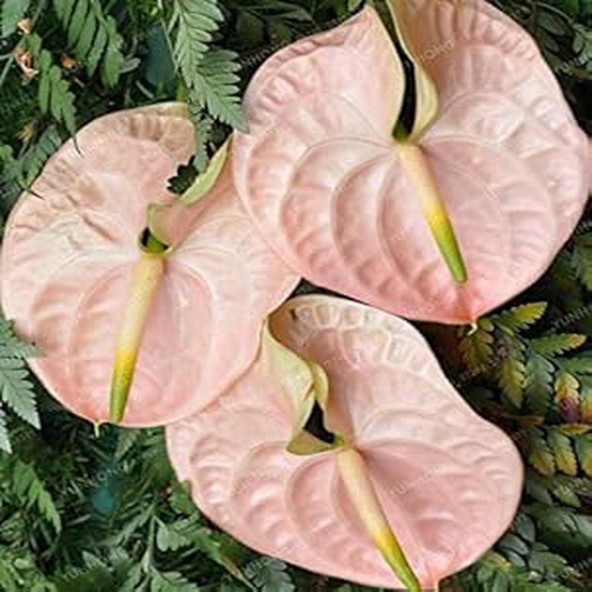 White Pink Anthurium Flower Seeds  Heirloom, Non-GMO, Exotic High Germination Organic Garden Seeds for Planting