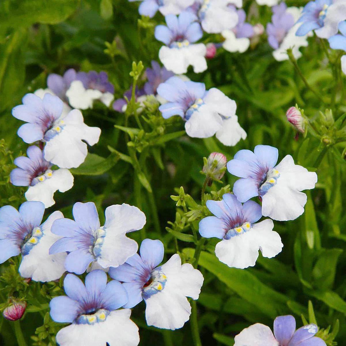 Blue White Nemesia Flower Seeds  Heirloom Non-GMO Blooms for Colorful Garden
