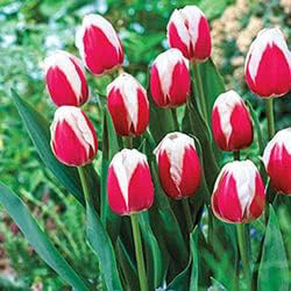 Red White Tulip Flower Seeds for Planting  Heirloom, Non-GMO, High Germination Organic Garden Seeds