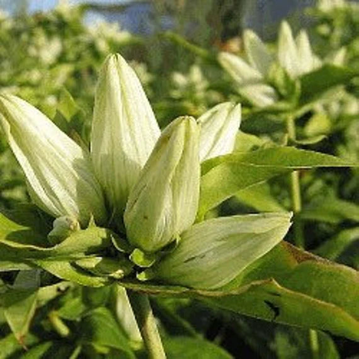Cream Gentiana Flower Seeds for Planting | Heirloom Non-GMO High Germination Organic Garden Seeds