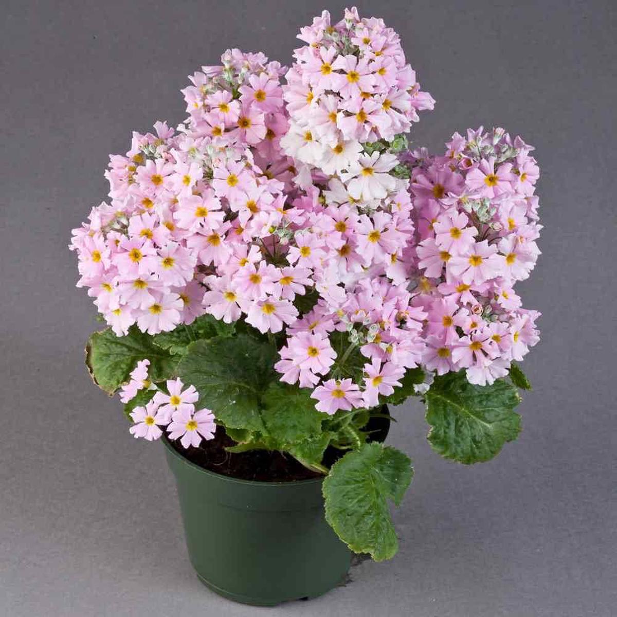 Light Pink Primula Malacoides Seeds for Planting  Heirloom Non-GMO Organic Garden Seeds with High Germination