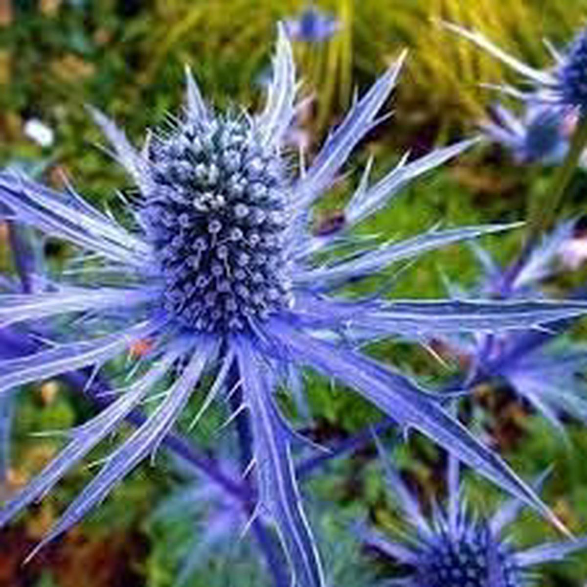 Eryngium Plant Seeds for Garden  Non-GMO, Heirloom, High Germination Seeds