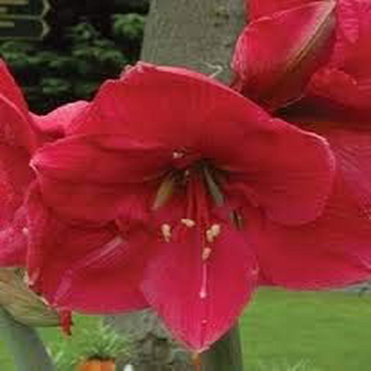Organic Dark Pink Amaryllis Flower Seeds for Planting  Heirloom, Non-GMO, High Germination Garden Seeds