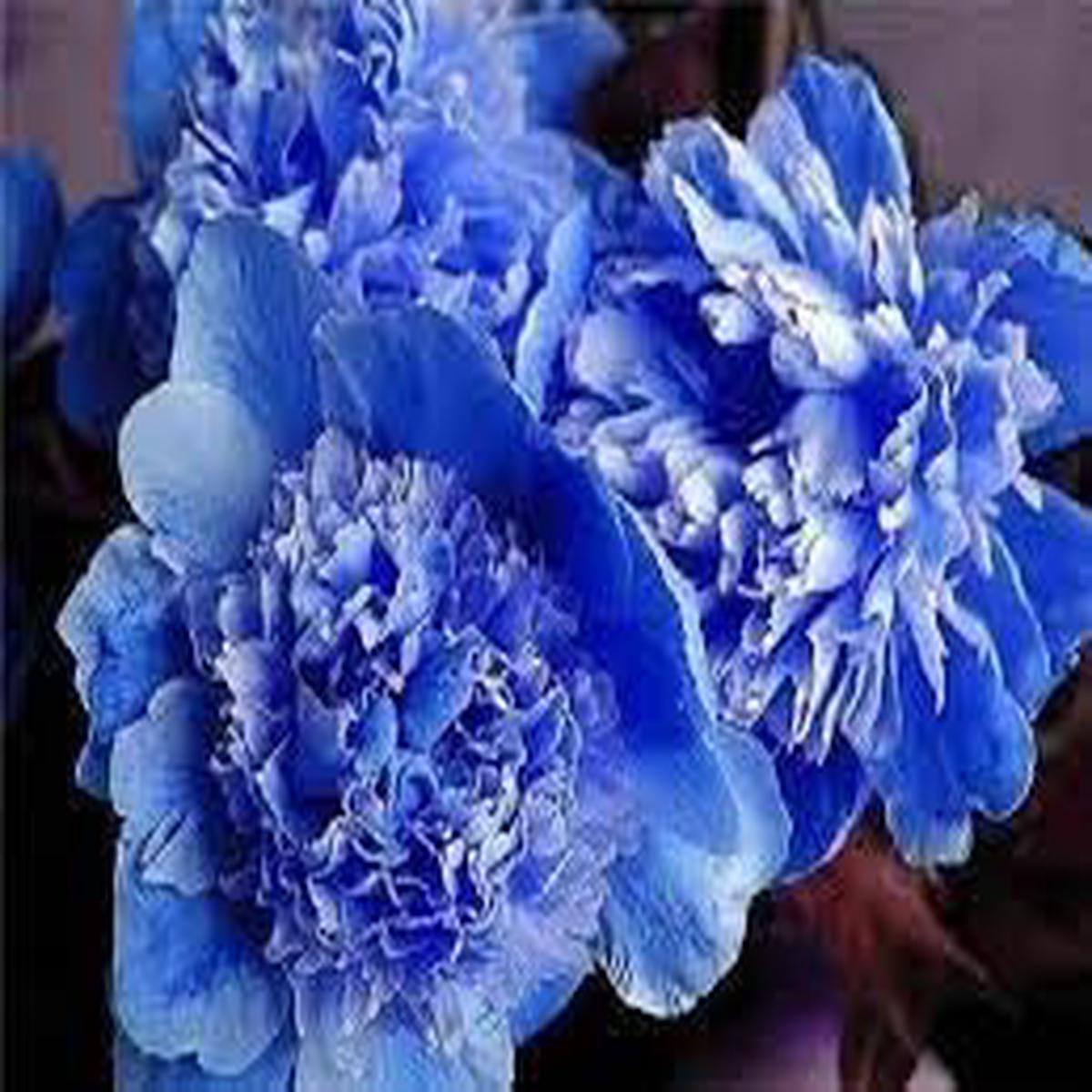 \Suffruticosa Flower Seeds for Planting  Heirloom Non-GMO Seeds, Compact Formal Garden Blooms, High Germination
