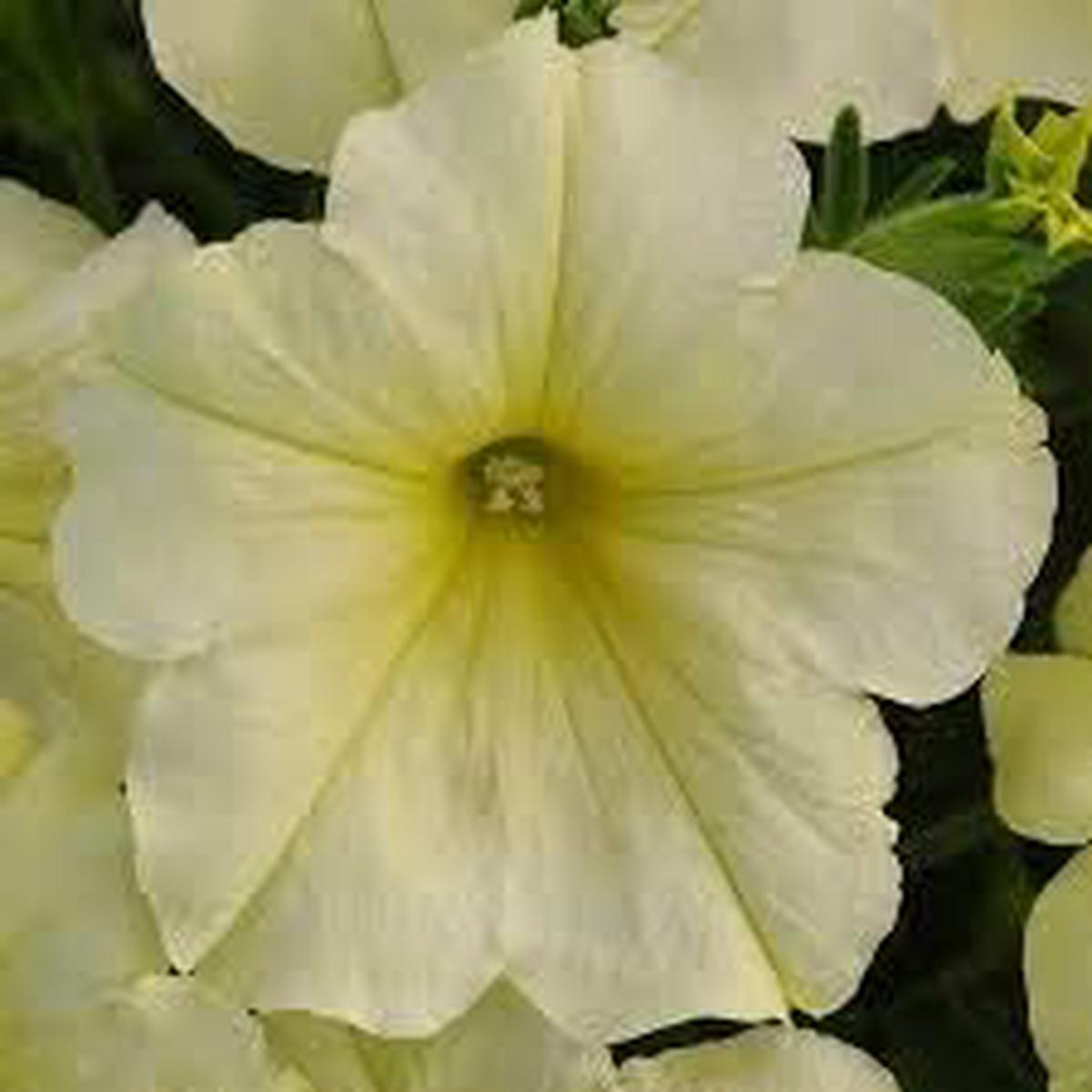 Petunia Flower Seeds for Planting - Yellow & Cream Heirloom, Non-GMO, High Germination Organic Garden Seeds