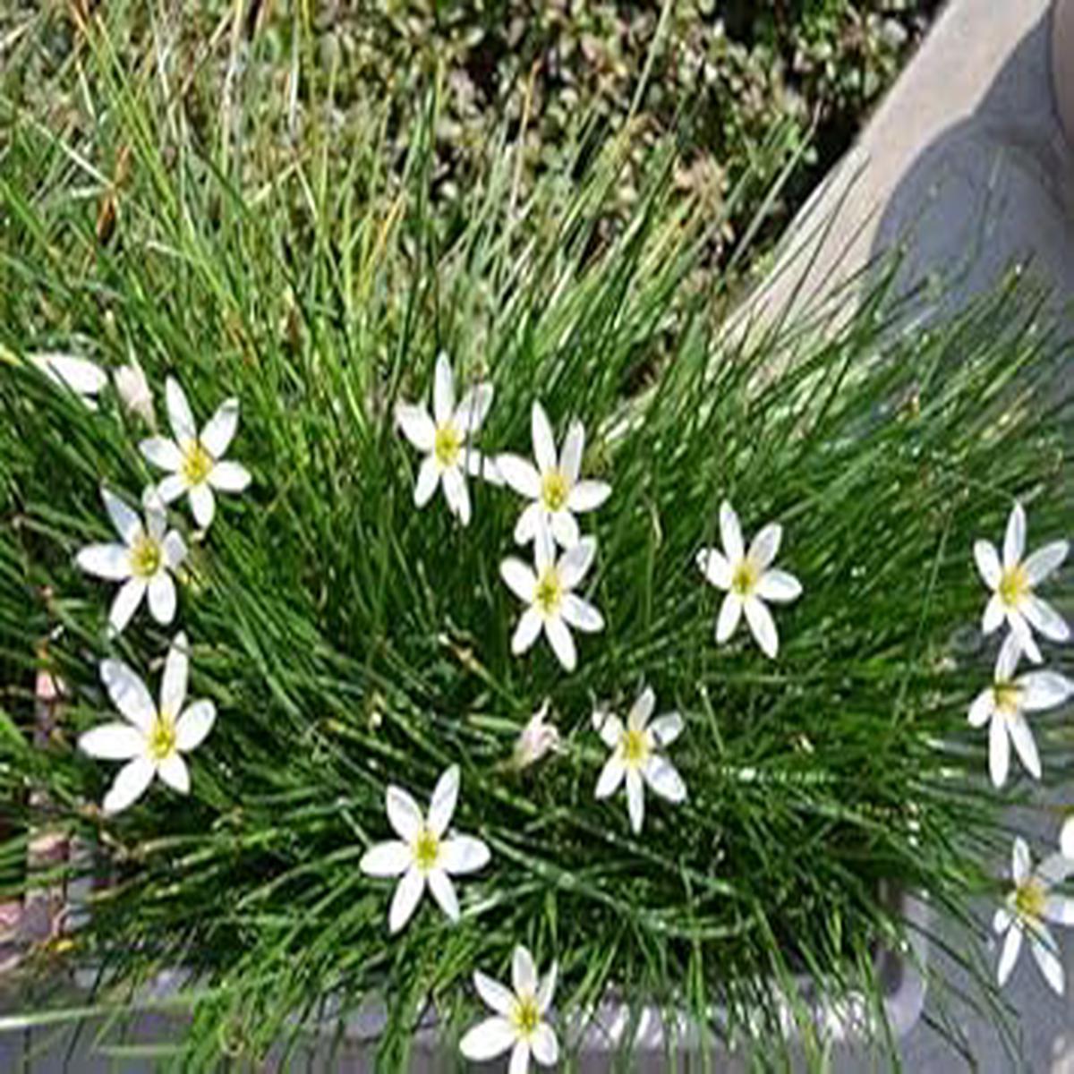 Zephyranthes Candida Flower Seeds for Planting  Non-GMO, Heirloom, High Germination Seeds