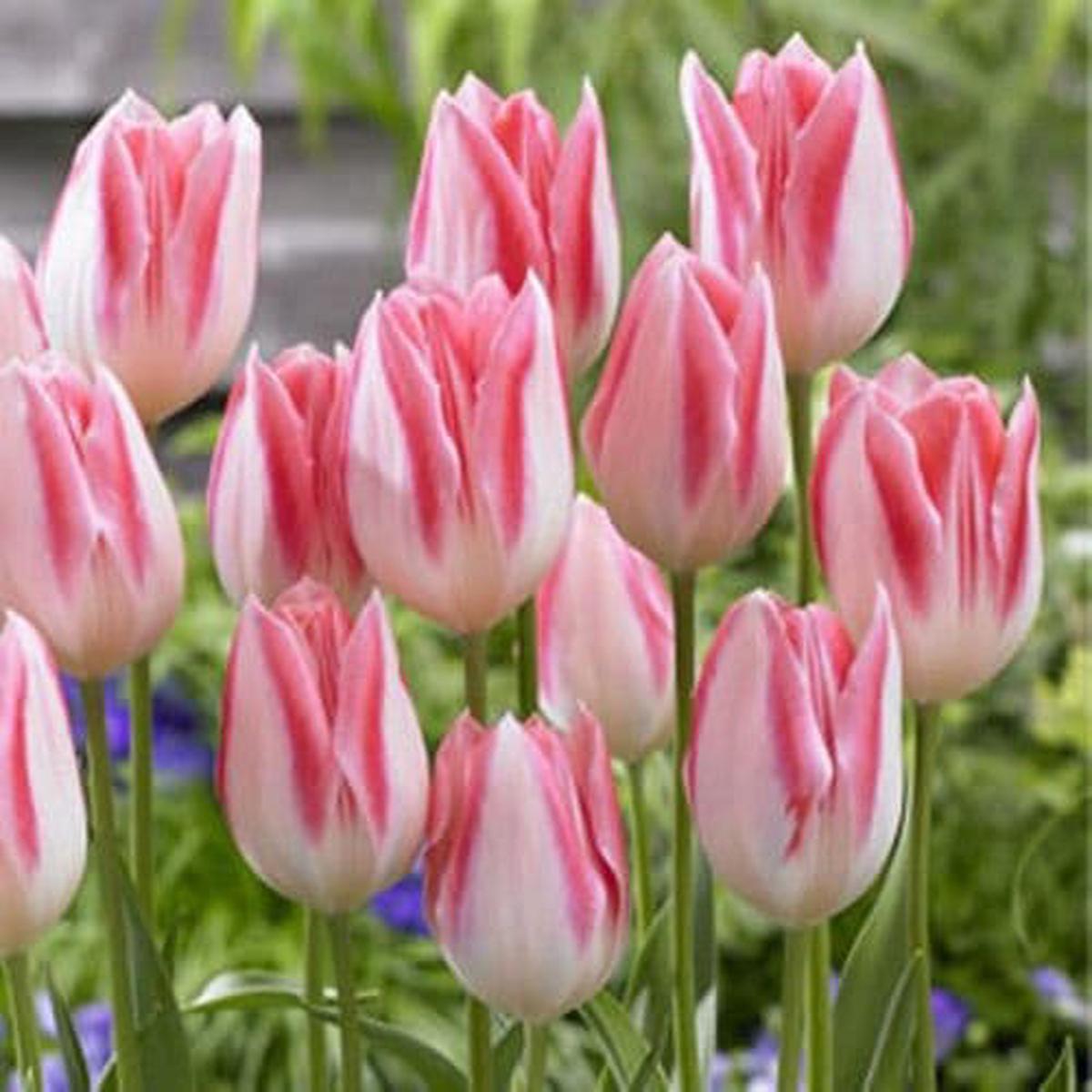 White Pink Tulip Flower Seeds for Planting  Heirloom, Non-GMO, High Germination Garden Seeds