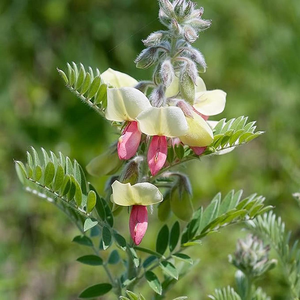 Goat's Rue Flower Seeds for Planting  Heirloom Non-GMO Seeds, Fragrant Pollinator-Friendly Blooms, High Germination
