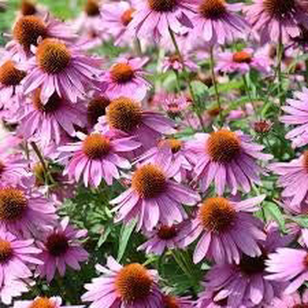Purple Mini Violet Rare Flower Seeds for Planting  Heirloom, Non-GMO, Organic Garden Seeds with High Germination