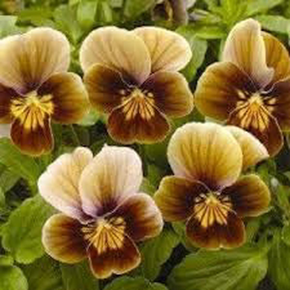 Pansy Flower Seeds  Heirloom Non-GMO Seeds for Colorful Cool-Season Garden Planting