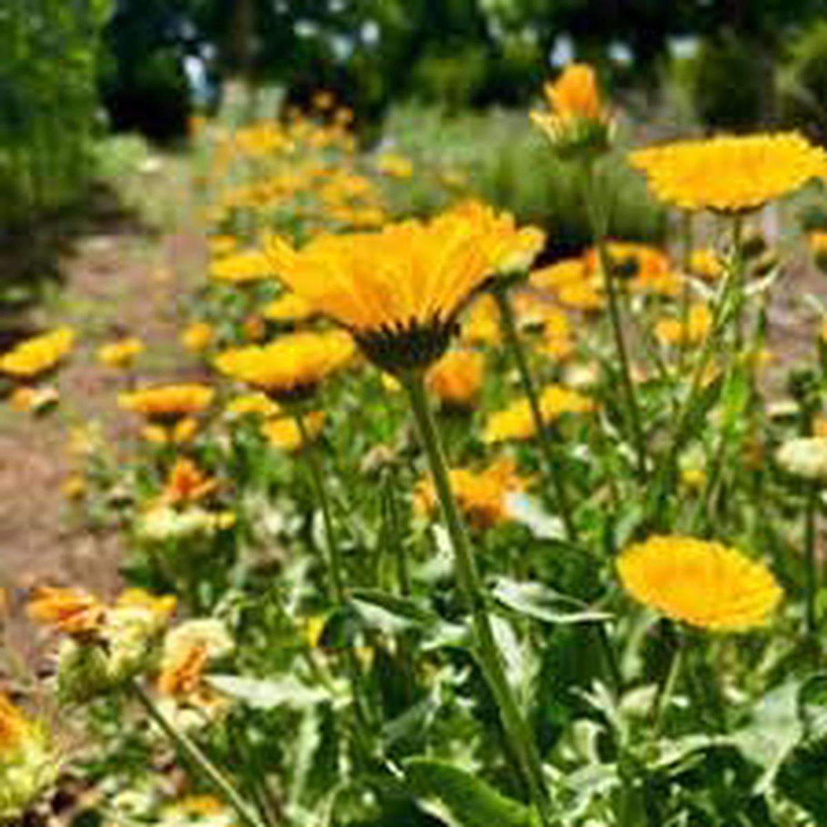 Resina Calendula Flower Seeds  Heirloom, Non-GMO Seeds for Planting