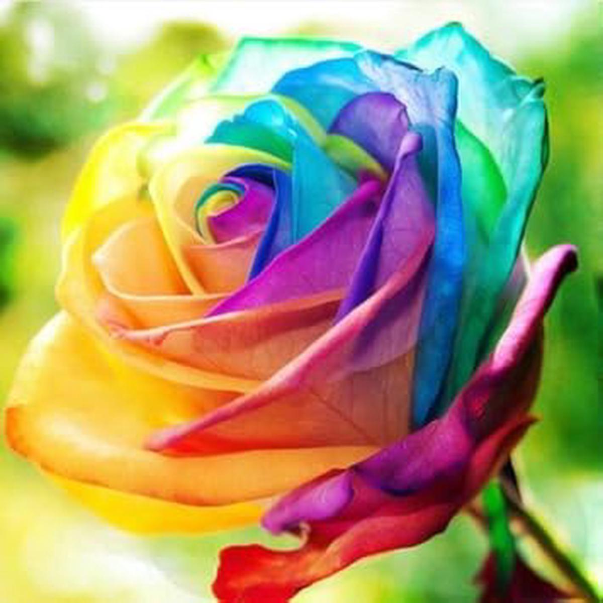 Rainbow Torch Ginger Flower Seeds for Planting  Heirloom Non-GMO High Germination Organic Garden Seeds