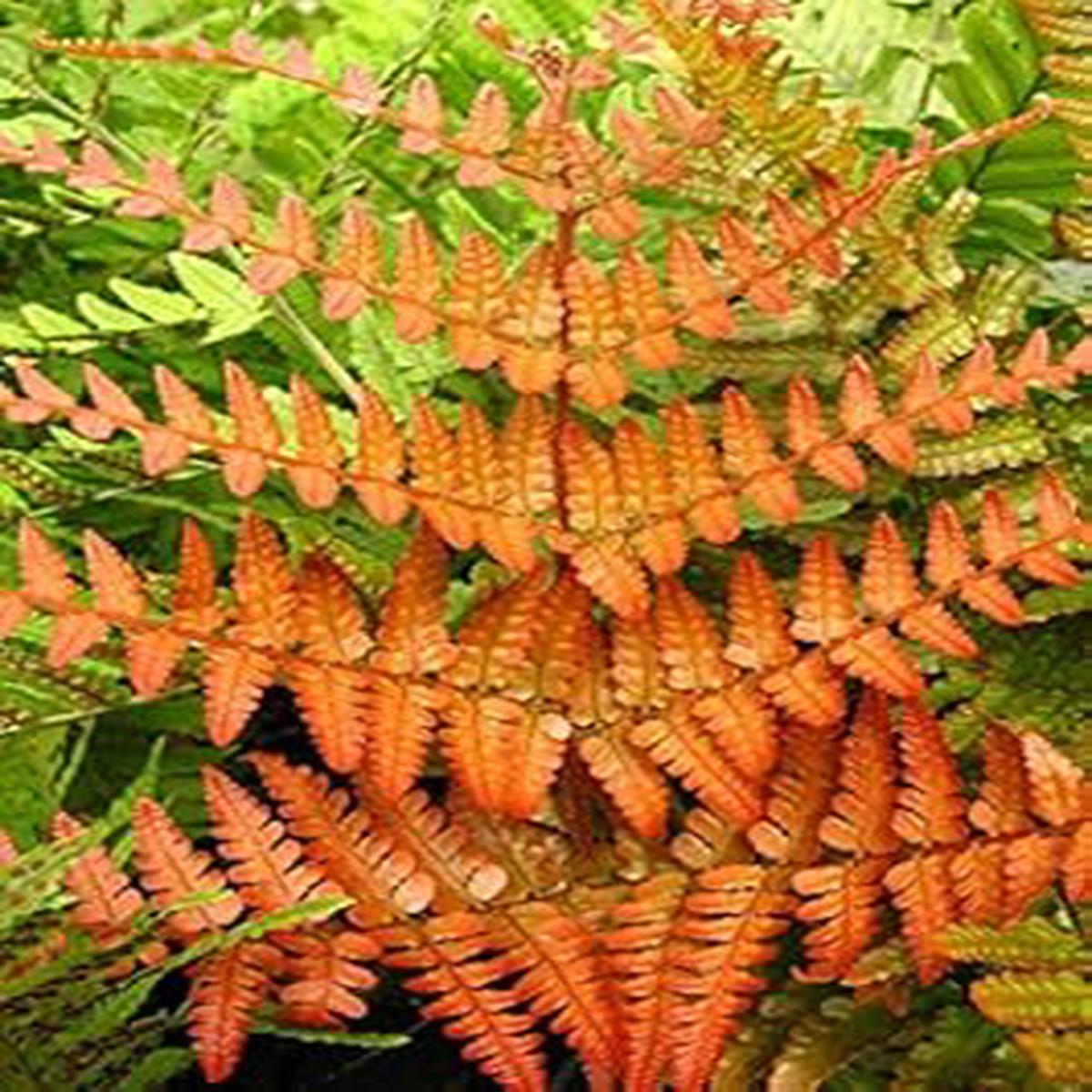 Organic Heirloom Orange Fern Plant Seeds for Planting  Non-GMO High Germination Decorative Garden Seeds