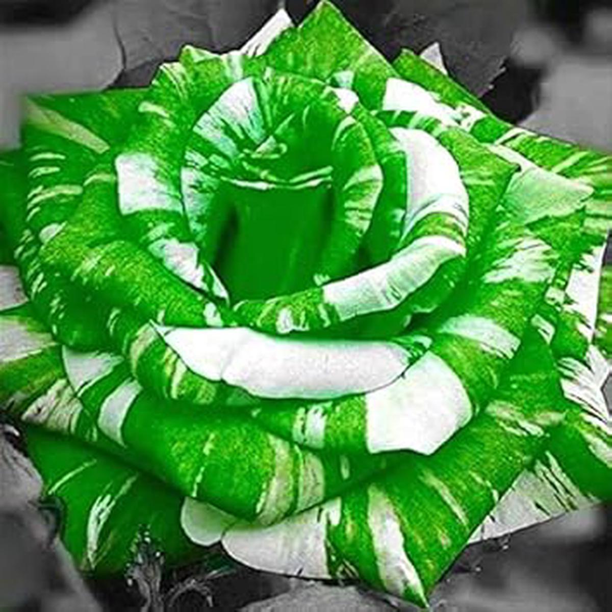 Green White Rose Flower Seeds for Planting  Heirloom, Non-GMO, High Germination Elegant Garden Blooms for Beds & Borders