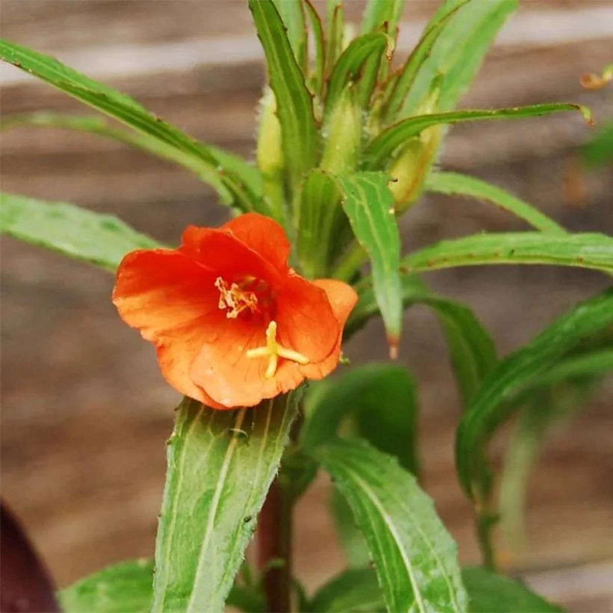 Orange Evening Primrose Seeds for Planting  Organic Heirloom Non-GMO Flower Seeds, High Germination Fragrant Blooms