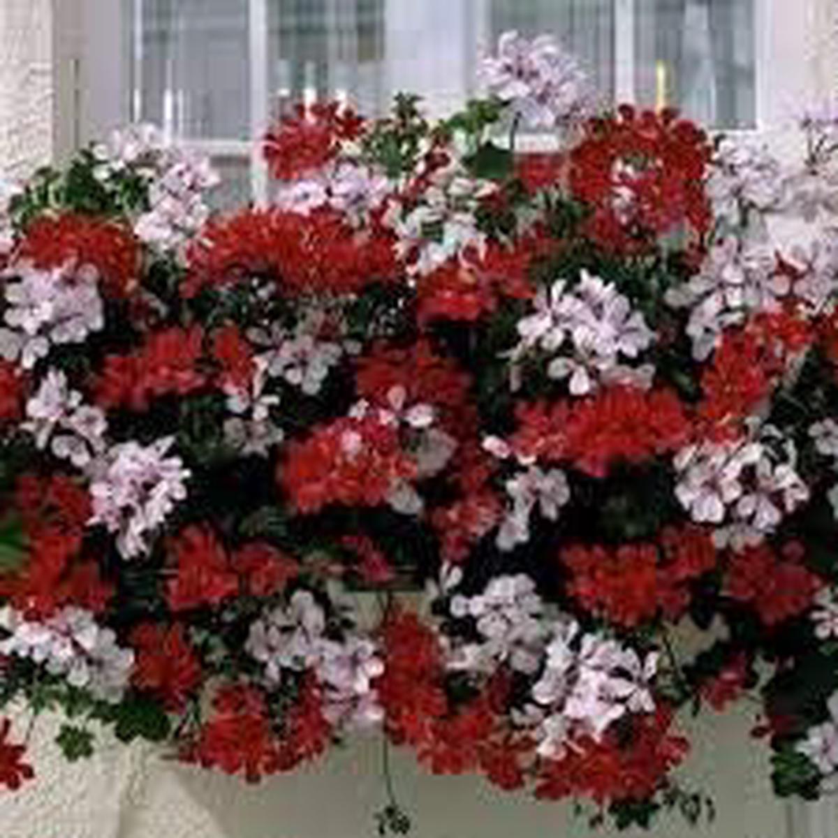 Red Mix Geranium Perennial Flower Seeds for Planting  Heirloom Non-GMO High Germination Garden Seeds