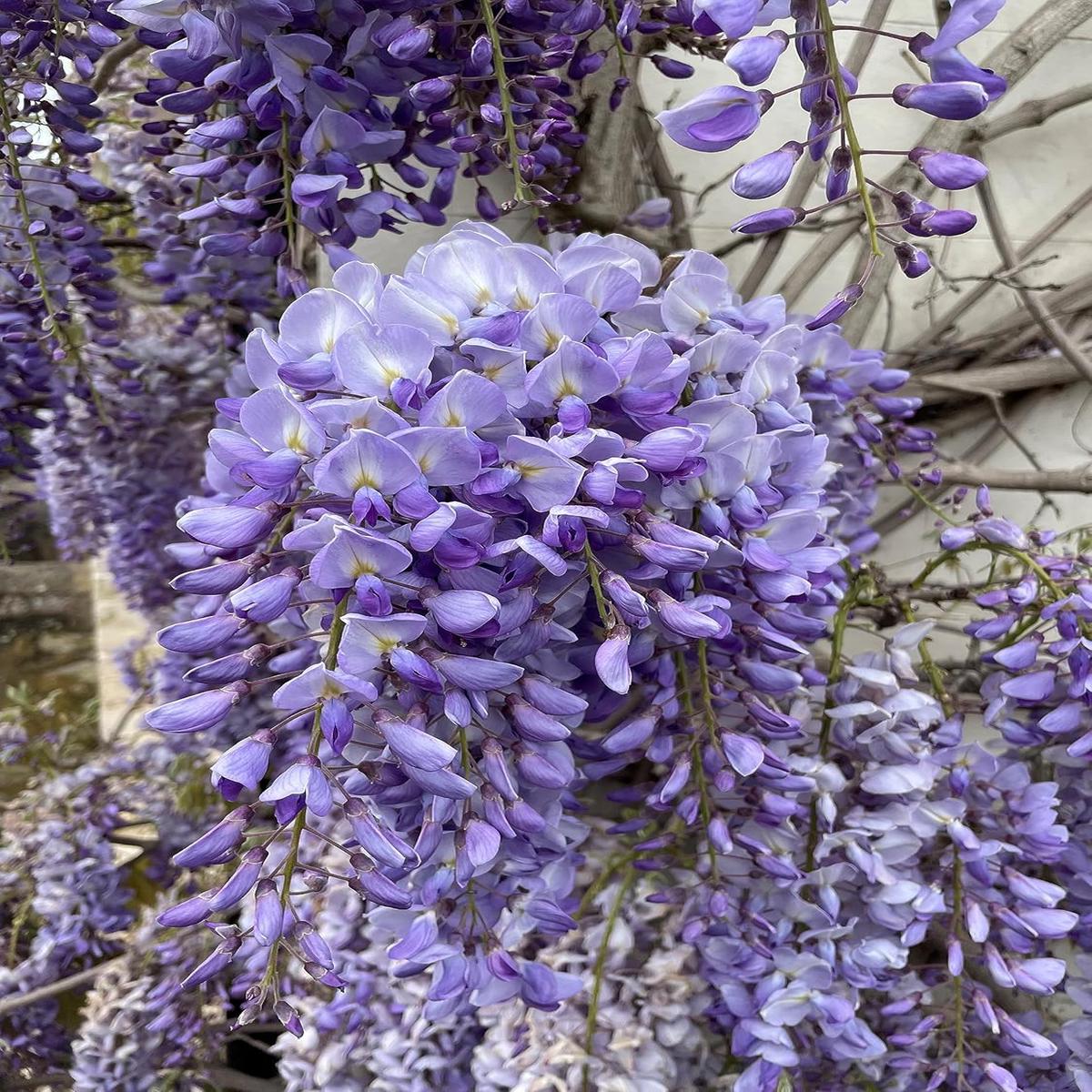 Wisteria Vine Flower Seeds for Planting  Heirloom & Non-GMO Garden Seeds